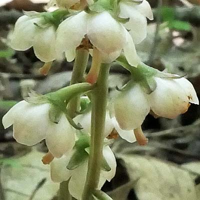 Pyrola americana - Pyrola rotundifolia  - Roundleaf Pyrola, flower cluster, Inflorescence 